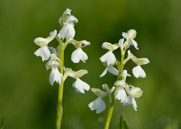 Green-winged Orchid Anacamptis morio