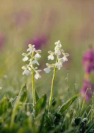Green-winged Orchid Anacamptis morio