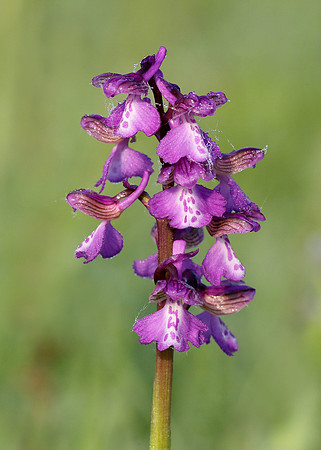 Green-winged Orchid Anacamptis morio