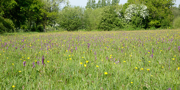 Green-winged Orchid Anacamptis morio