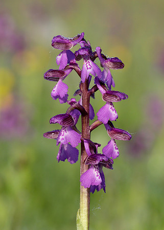 Green-winged Orchid Anacamptis morio