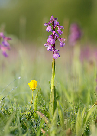 Green-winged Orchid Anacamptis morio