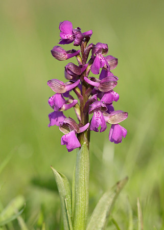 Green-winged Orchid Anacamptis morio