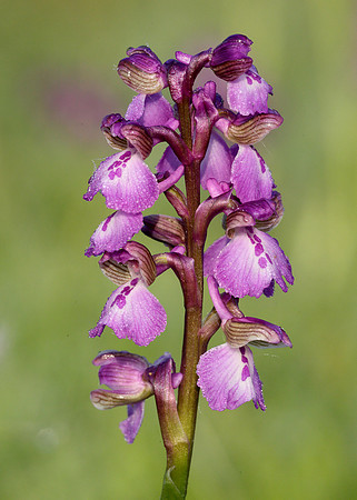 Green-winged Orchid Anacamptis morio