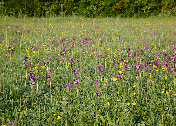 Green-winged Orchid Anacamptis morio