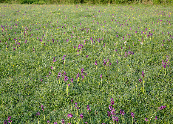 Green-winged Orchid Anacamptis morio
