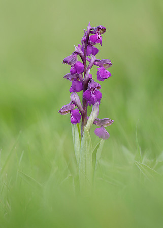 Green-winged Orchid Anacamptis morio