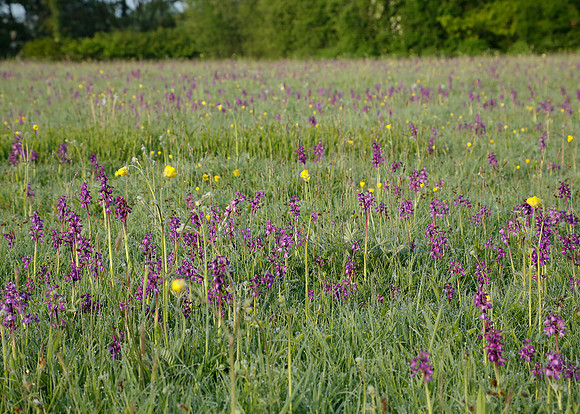 Green-winged Orchid Anacamptis morio