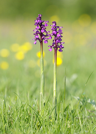 Green-winged Orchid Anacamptis morio