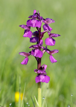 Green-winged Orchid Anacamptis morio
