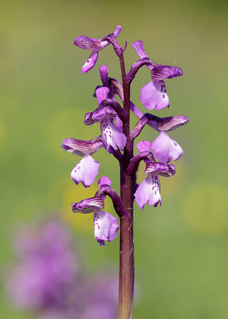 Green-winged Orchid Anacamptis morio