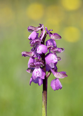 Green-winged Orchid Anacamptis morio