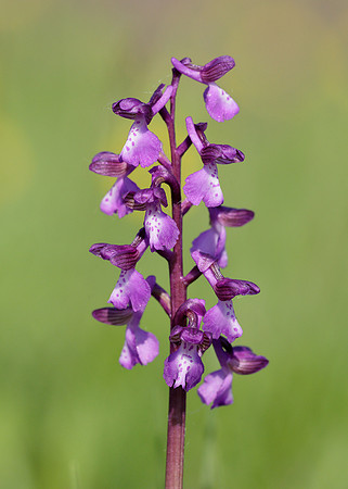 Green-winged Orchid Anacamptis morio