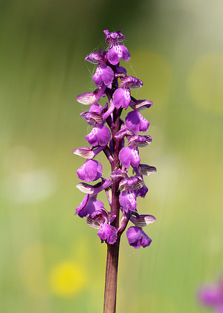 Green-winged Orchid Anacamptis morio