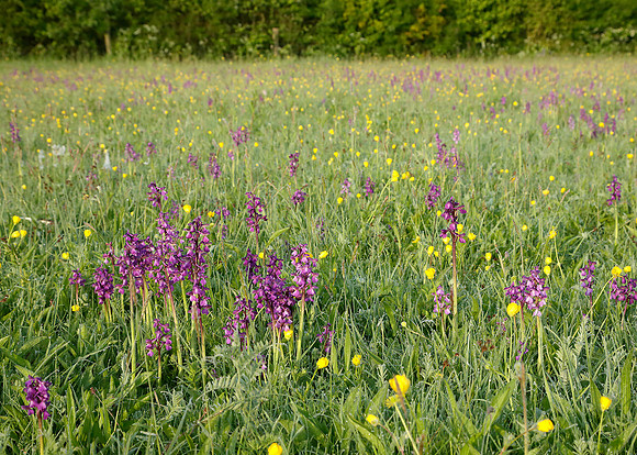 Green-winged Orchid Anacamptis morio