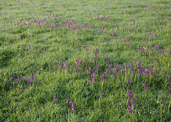 Green-winged Orchid Anacamptis morio