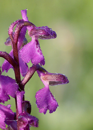 Green-winged Orchid Anacamptis morio