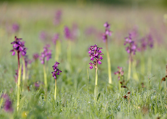 Green-winged Orchid Anacamptis morio