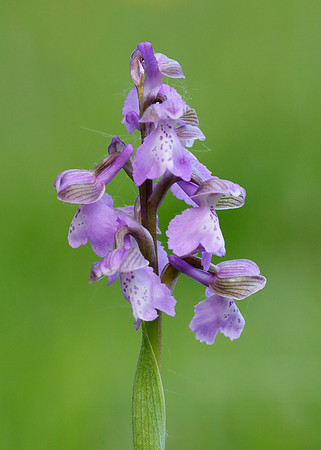 Green-winged Orchid Anacamptis morio