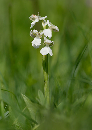 Green-winged Orchid Anacamptis morio