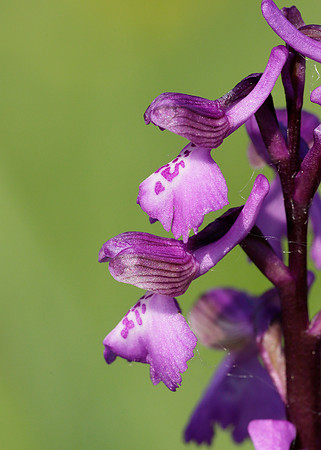 Green-winged Orchid Anacamptis morio