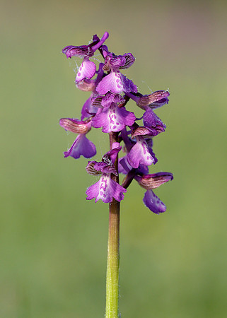 Green-winged Orchid Anacamptis morio