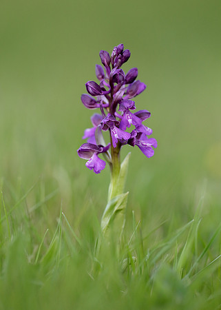 Green-winged Orchid Anacamptis morio
