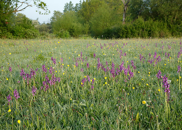 Green-winged Orchid Anacamptis morio
