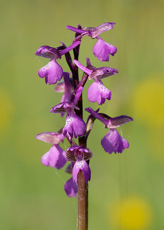 Green-winged Orchid Anacamptis morio