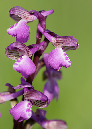 Green-winged Orchid Anacamptis morio