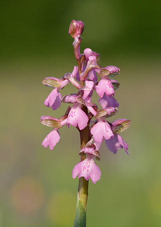 Green-winged Orchid Anacamptis morio