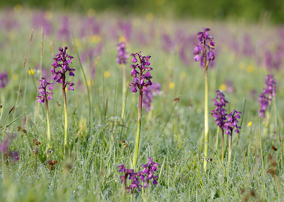 Green-winged Orchid Anacamptis morio