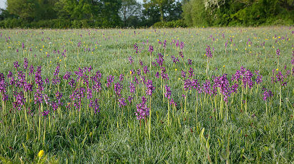 Green-winged Orchid Anacamptis morio