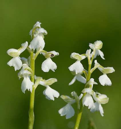 Green-winged Orchid Anacamptis morio