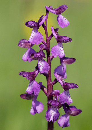 Green-winged Orchid Anacamptis morio