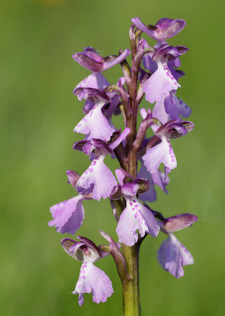 Green-winged Orchid Anacamptis morio