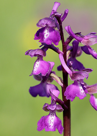 Green-winged Orchid Anacamptis morio