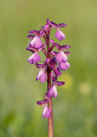 Green-winged Orchid Anacamptis morio