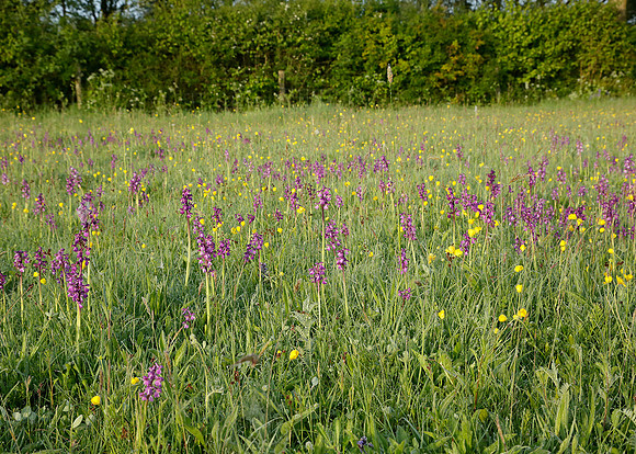 Green-winged Orchid Anacamptis morio