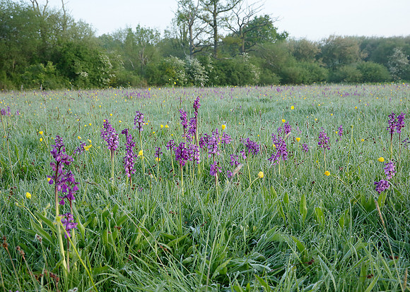 Green-winged Orchid Anacamptis morio