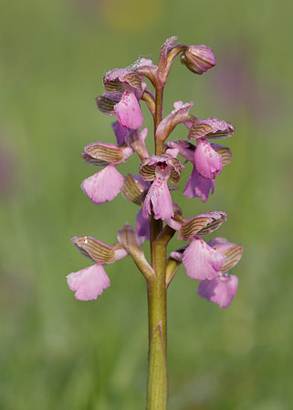 Green-winged Orchid Anacamptis morio