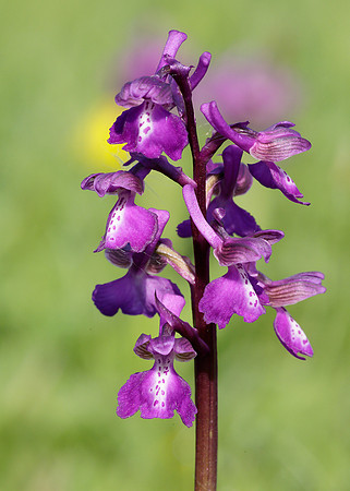 Green-winged Orchid Anacamptis morio