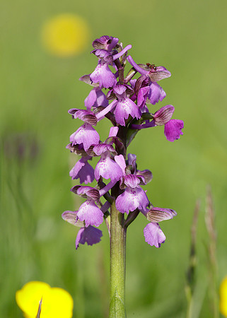 Green-winged Orchid Anacamptis morio