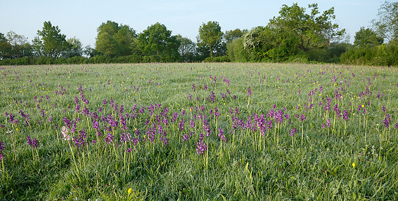 Green-winged Orchid Anacamptis morio