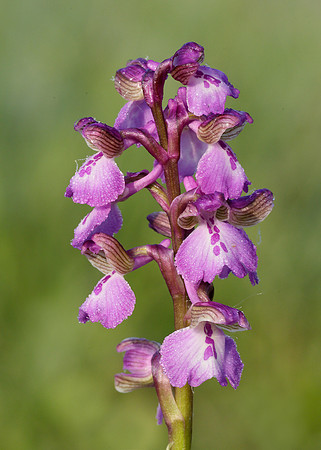 Green-winged Orchid Anacamptis morio