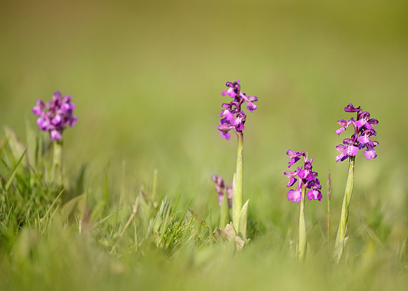 Green-winged Orchid Anacamptis morio