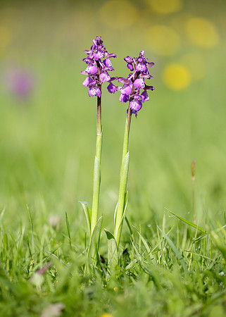 Green-winged Orchid Anacamptis morio