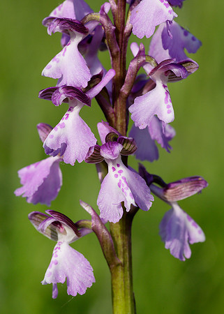Green-winged Orchid Anacamptis morio