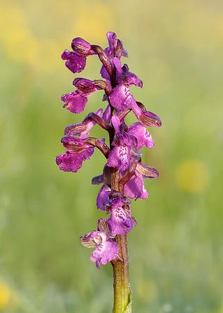 Green-winged Orchid Anacamptis morio