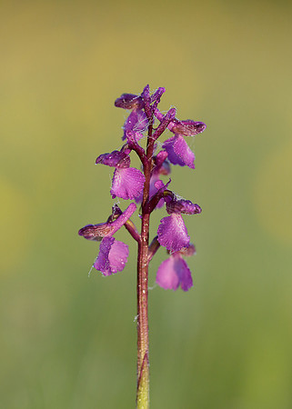 Green-winged Orchid Anacamptis morio